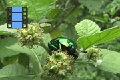 Scene 14_Green Beetle 2